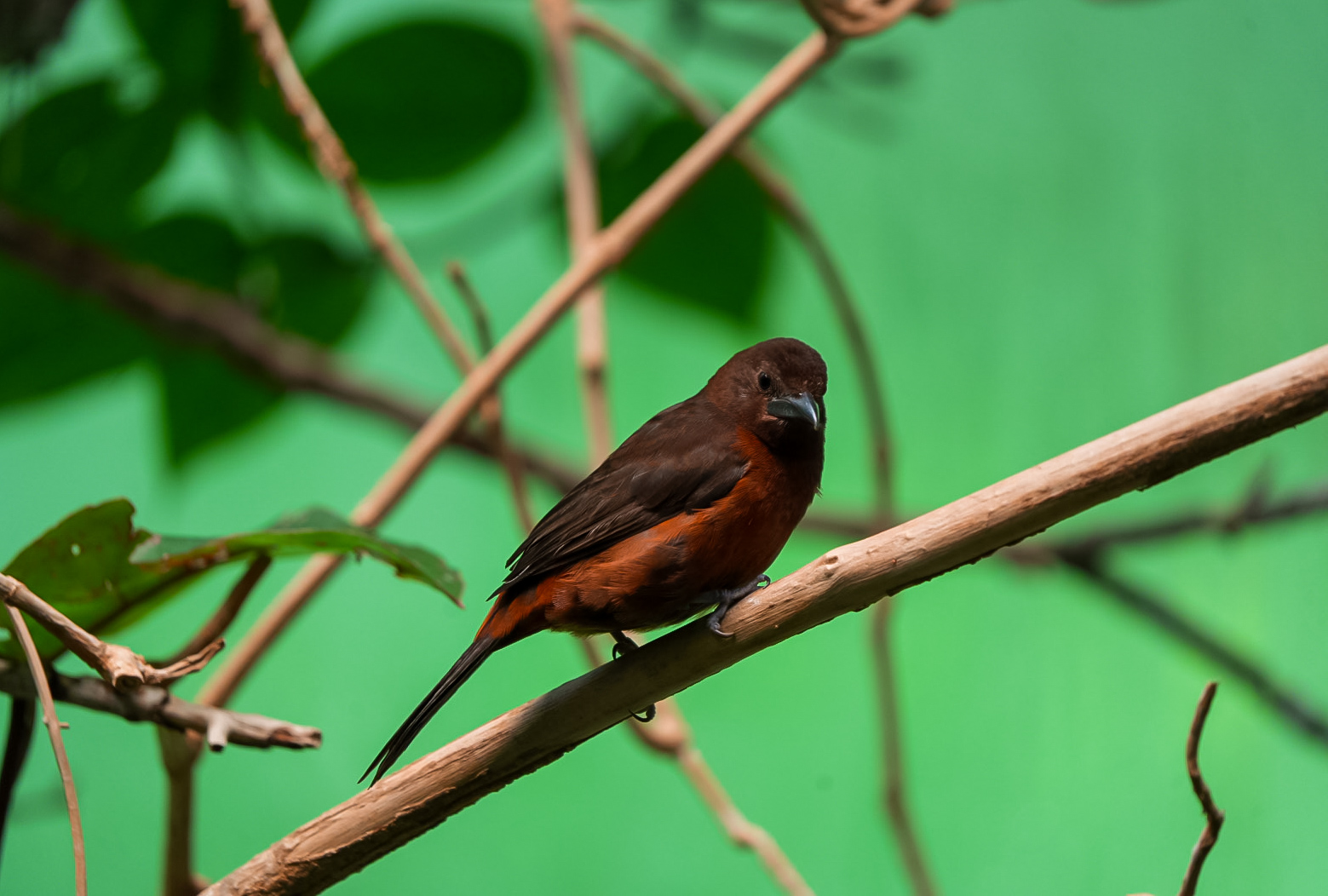 Red-crested Finch