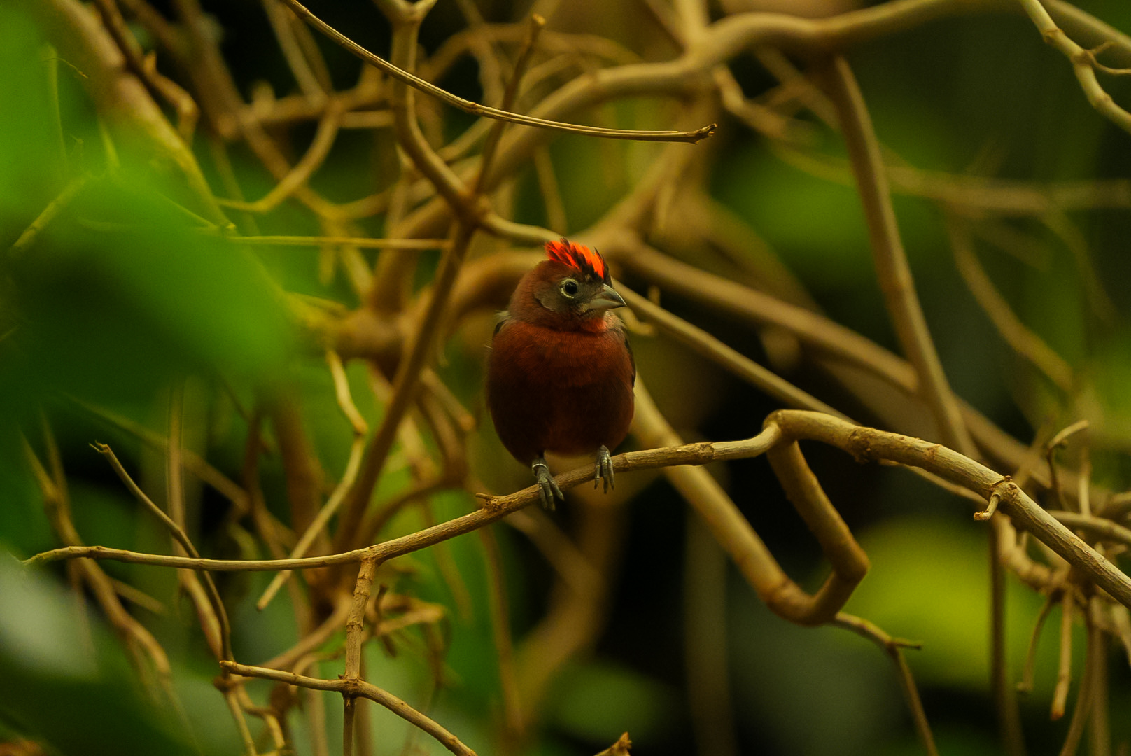 Red-crested Finch