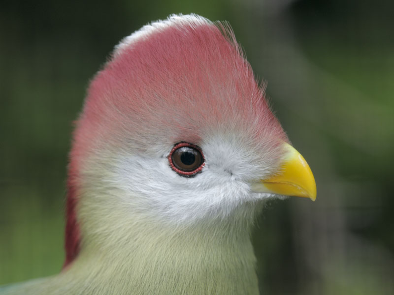Red-crested (not White-cheeked) Tauraco