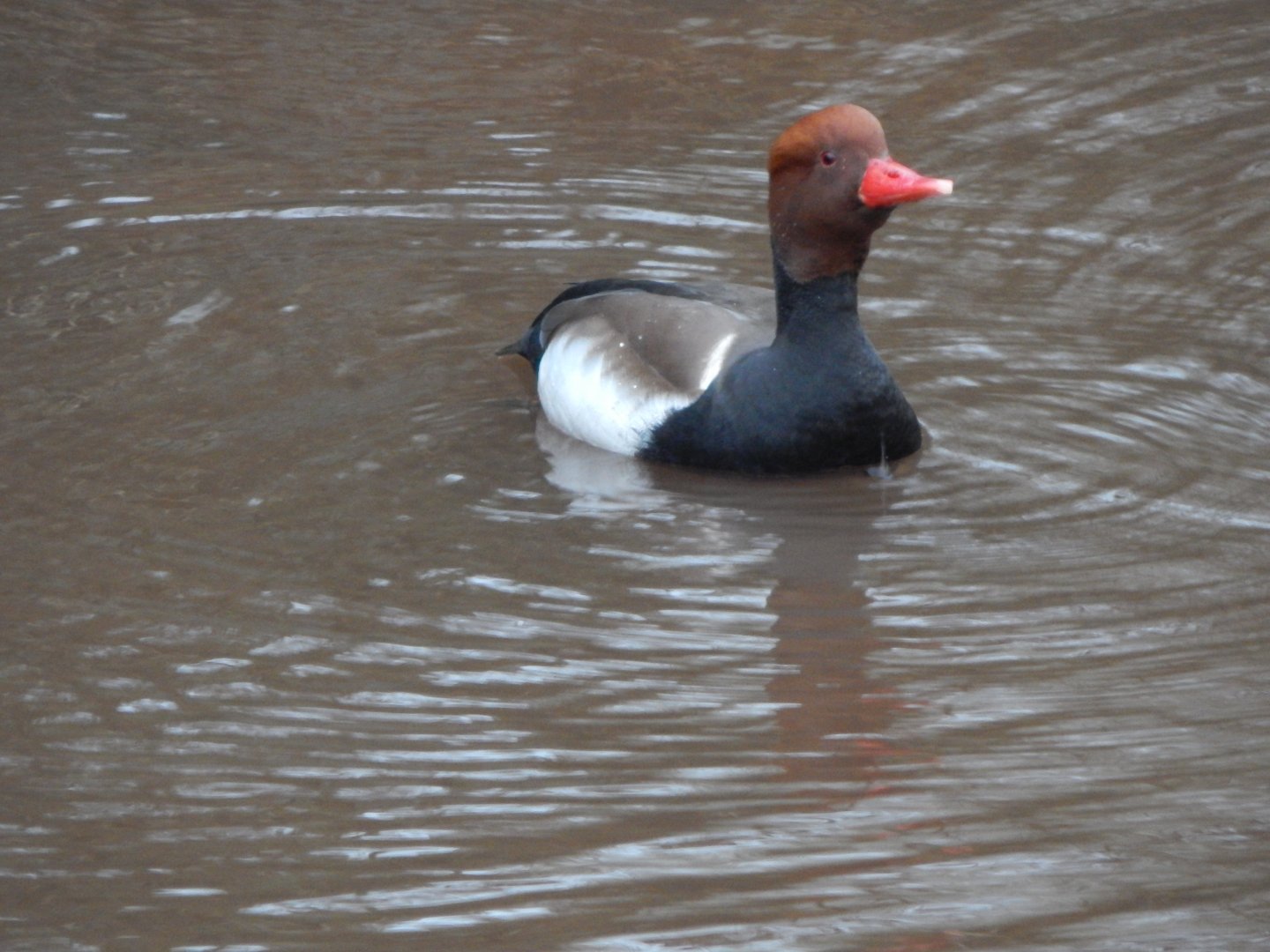 Red-crested pochard 050224