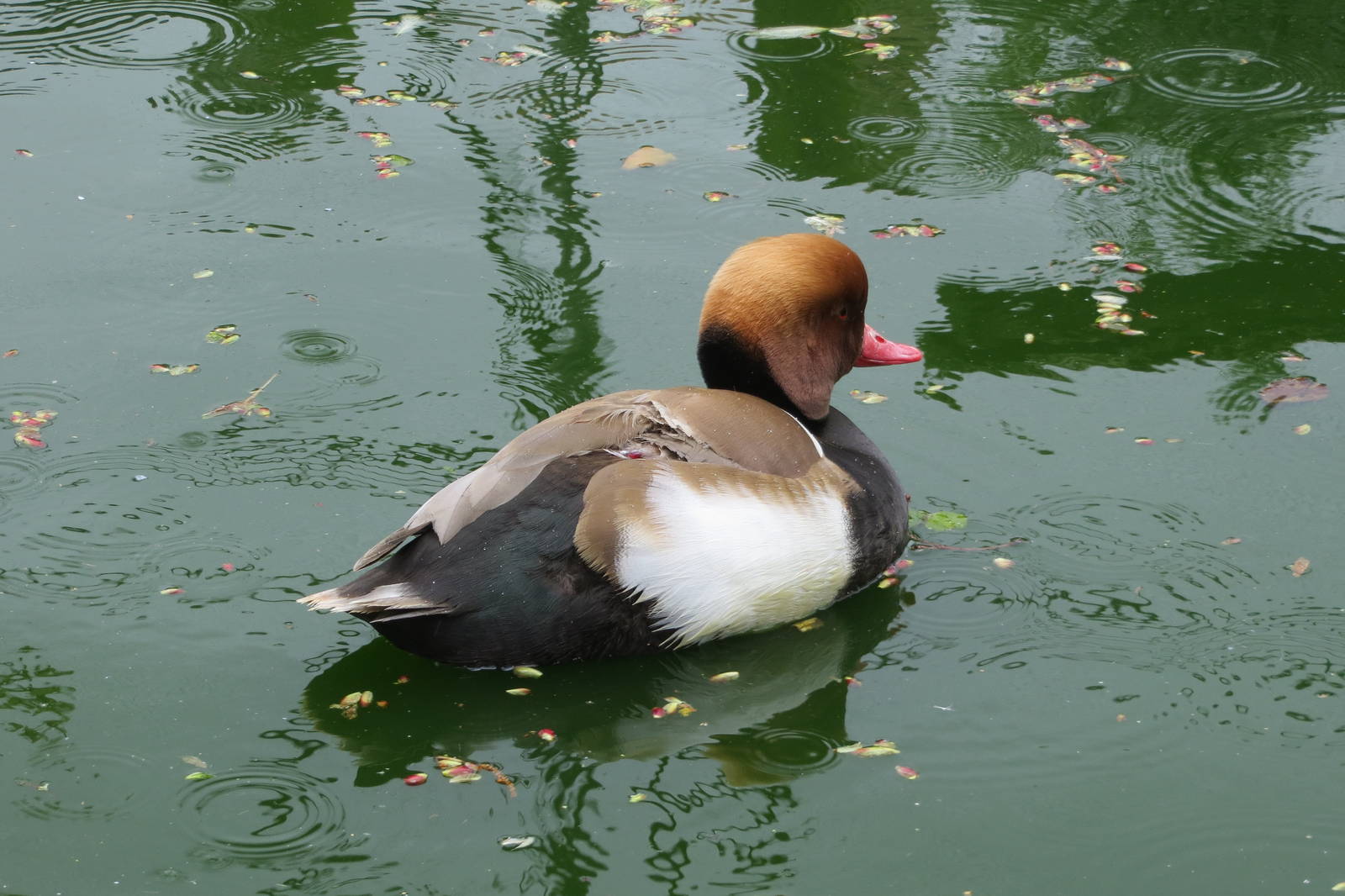 Red-crested Pochard 060515