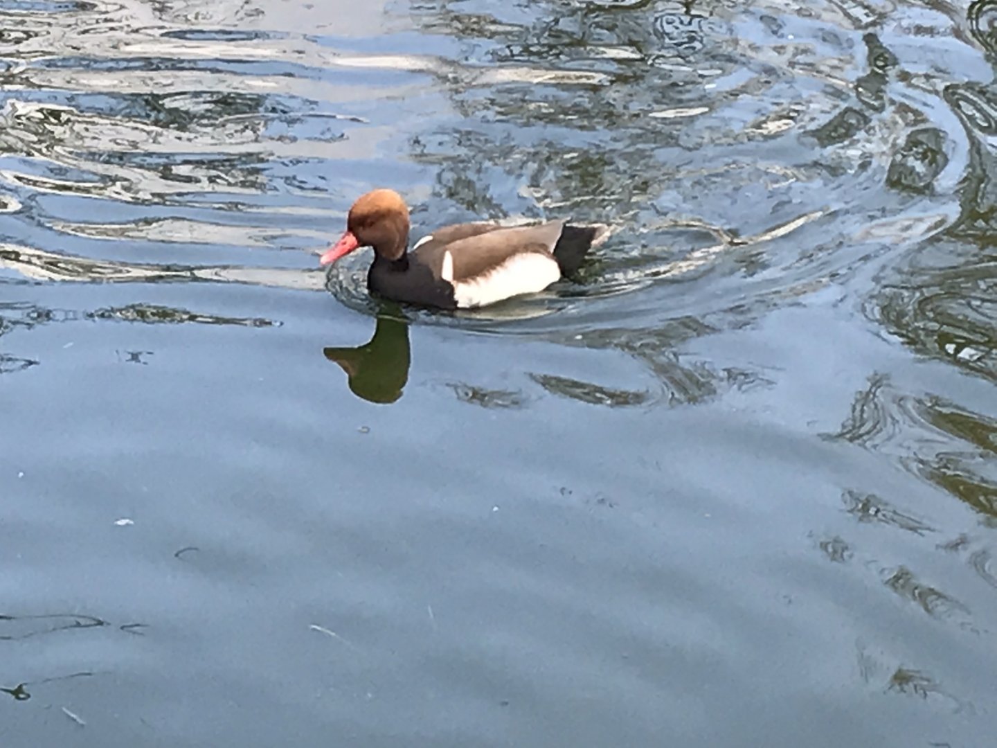 Red-crested pochard 250318