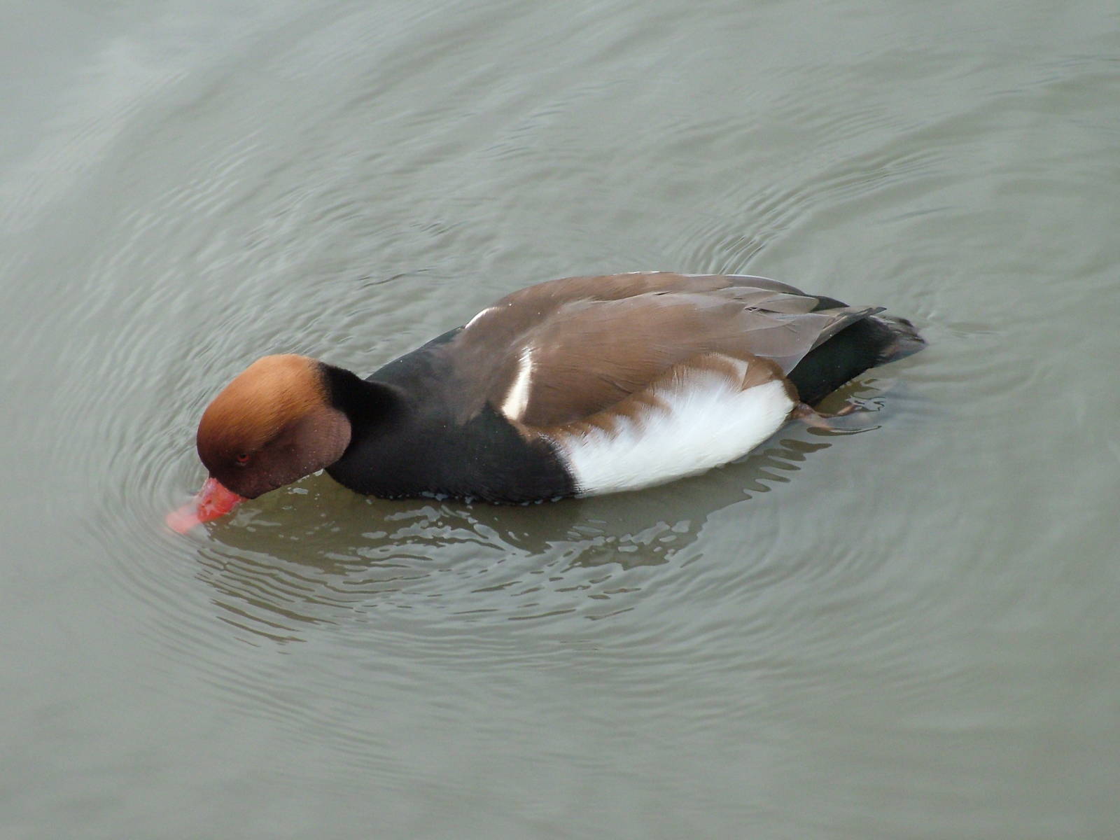 Red-crested Pochard at Slimbridge 06/02/10