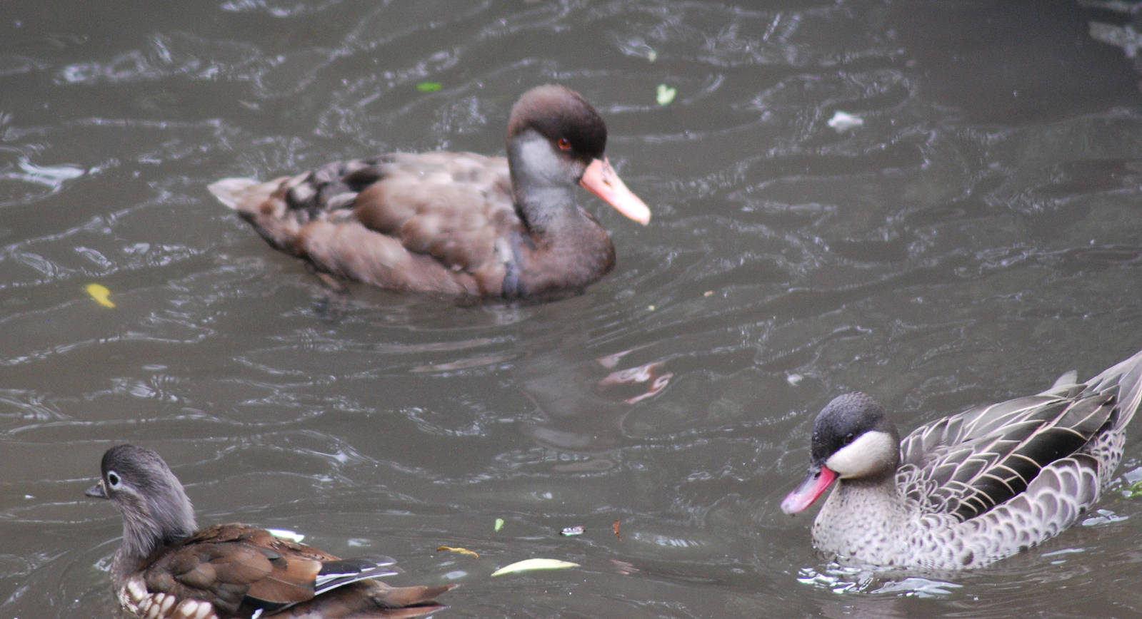 Red-crested Pochard, bahama pintail and a female Mandarin duck