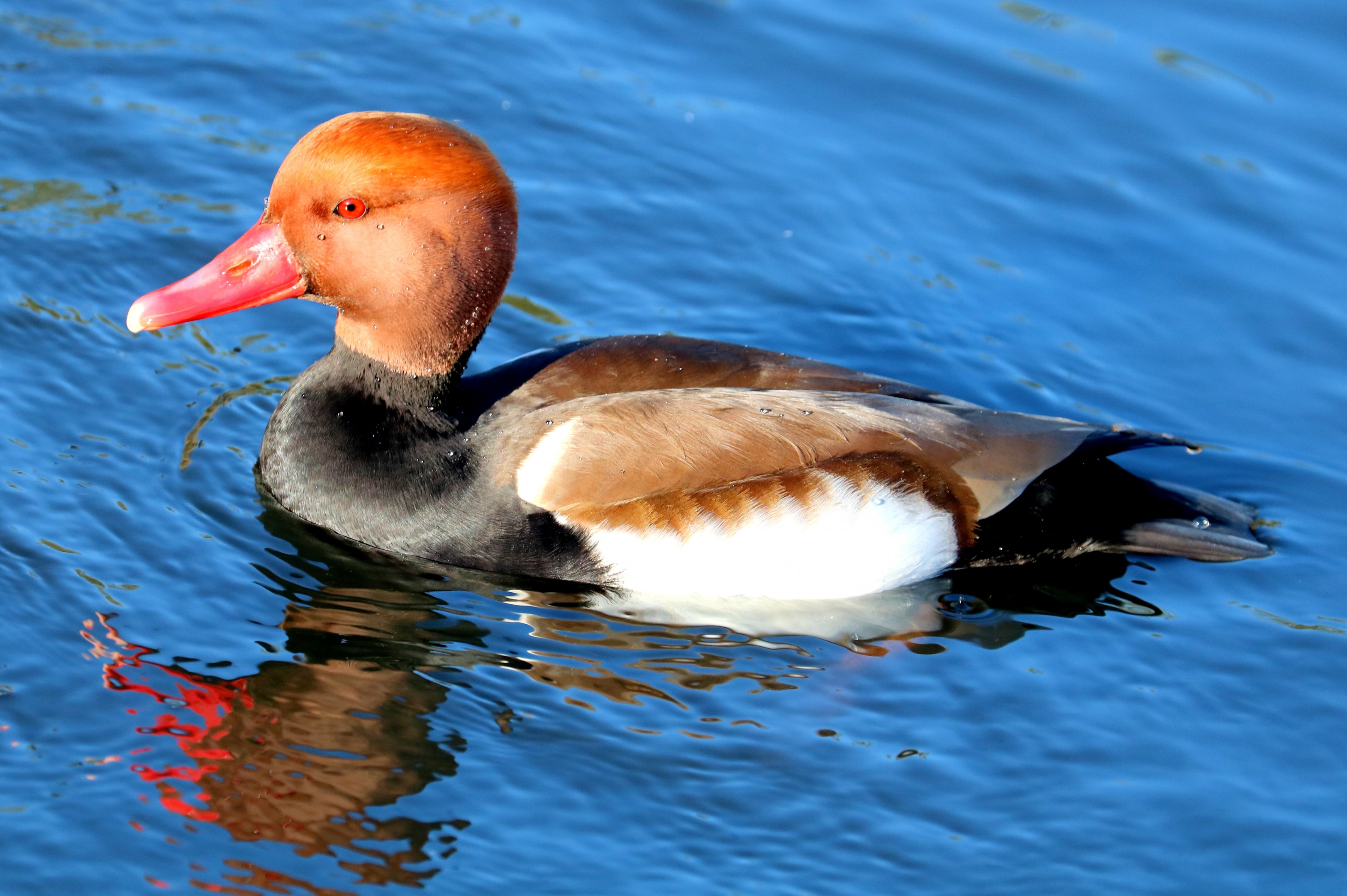 Red-crested pochard; Barnes; 23rd February 2019