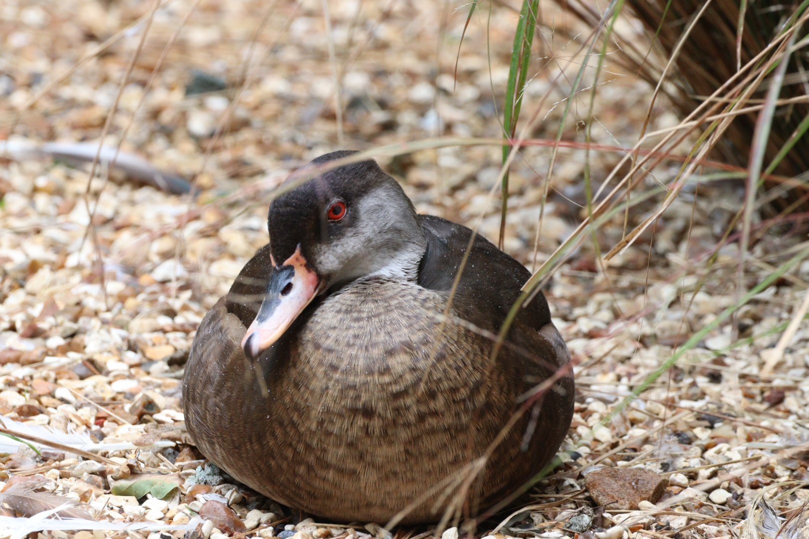 Red-crested Pochard?? Birdworld, 08/2025
