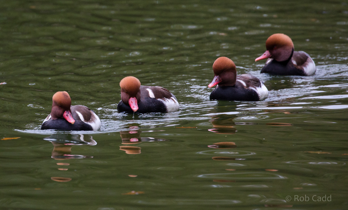 Red-crested pochard : Cotswold WP : 08 Nov 2015