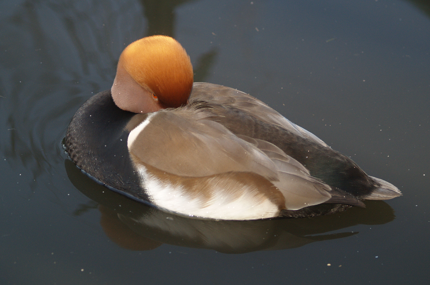 Red-crested pochard drake (Netta rufina), 2007-12-16