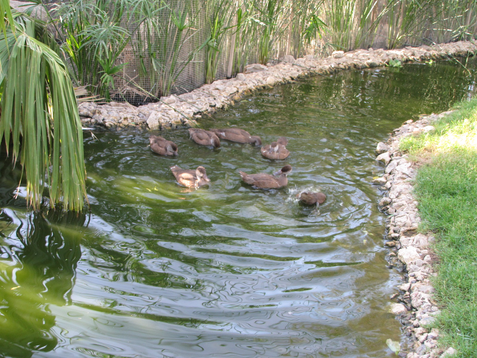 Red crested pochard Ducklings