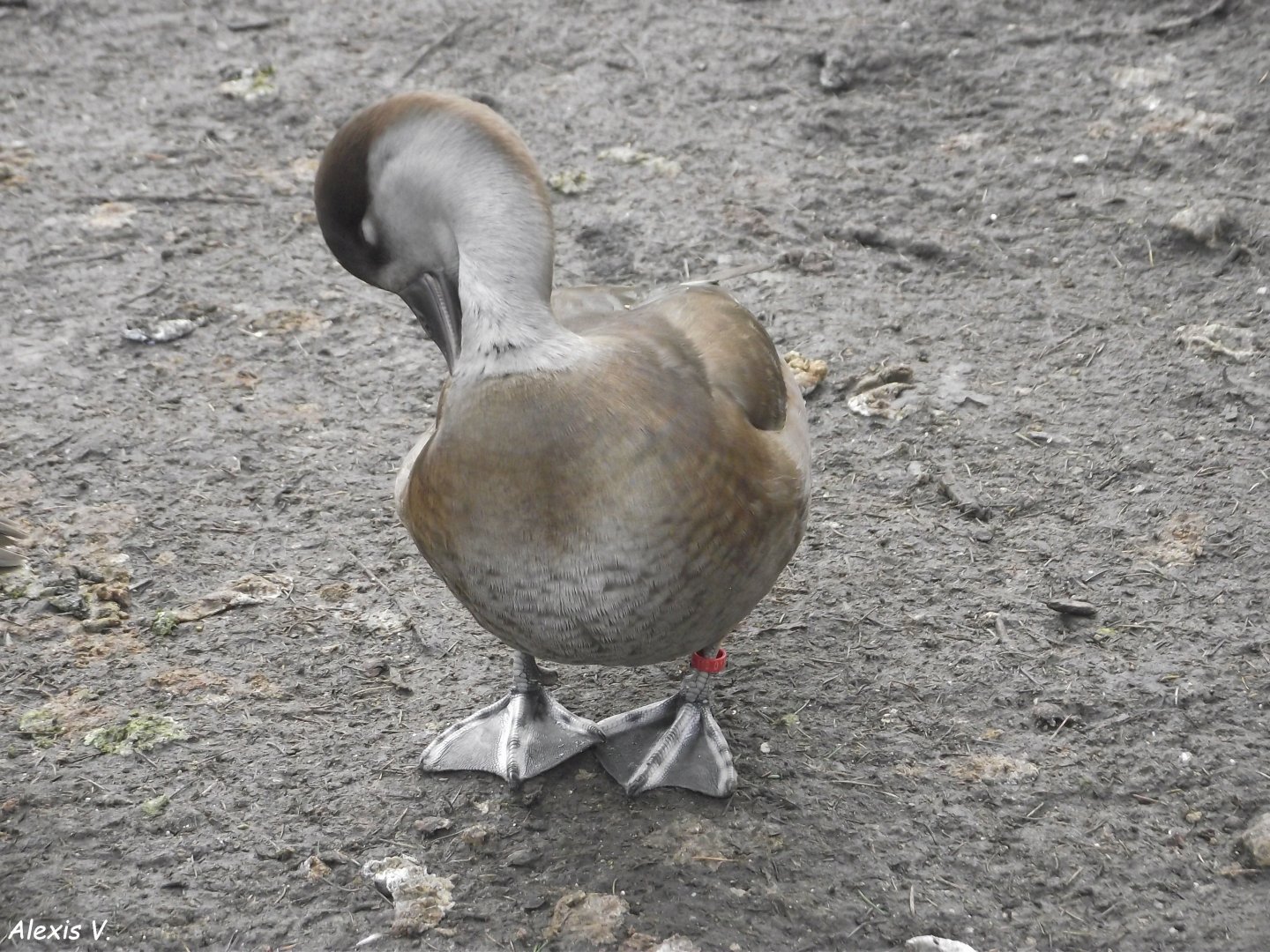 Red-crested Pochard (female) - Zooparc de Beauval - 12/01/2025