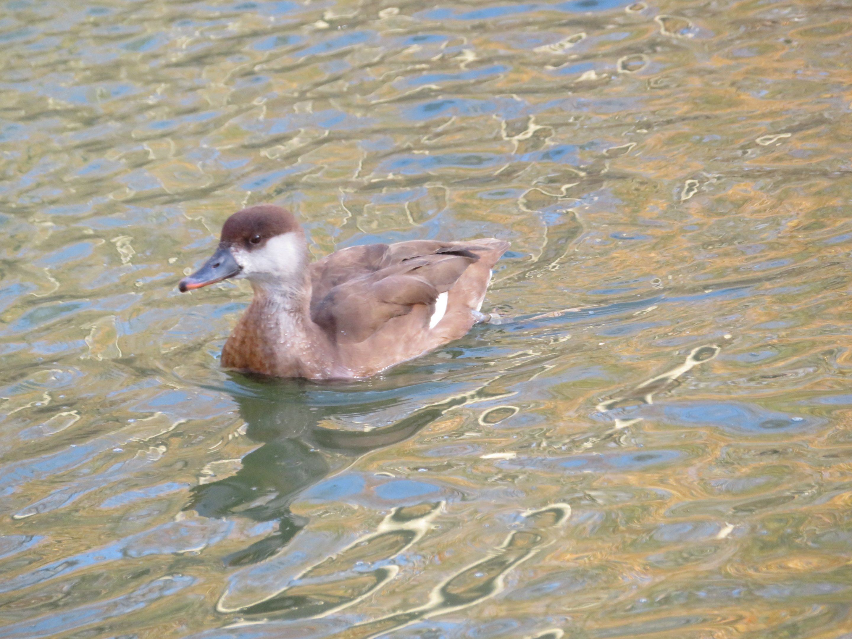 Red-crested Pochard (Female)