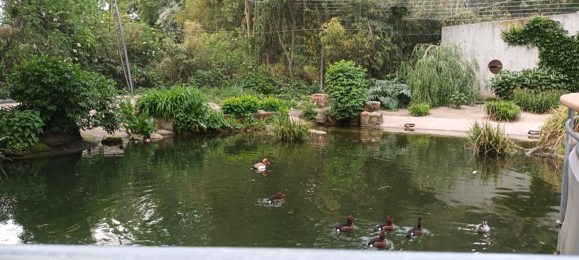Red crested Pochard, Garganey and Ferruginous Ducks