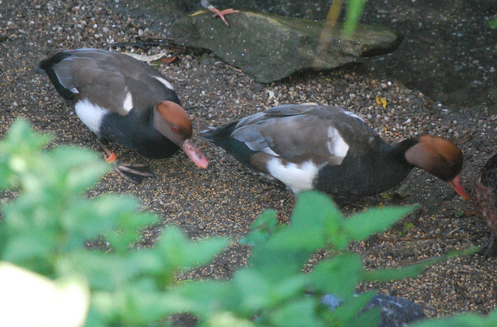 Red-crested Pochard, male