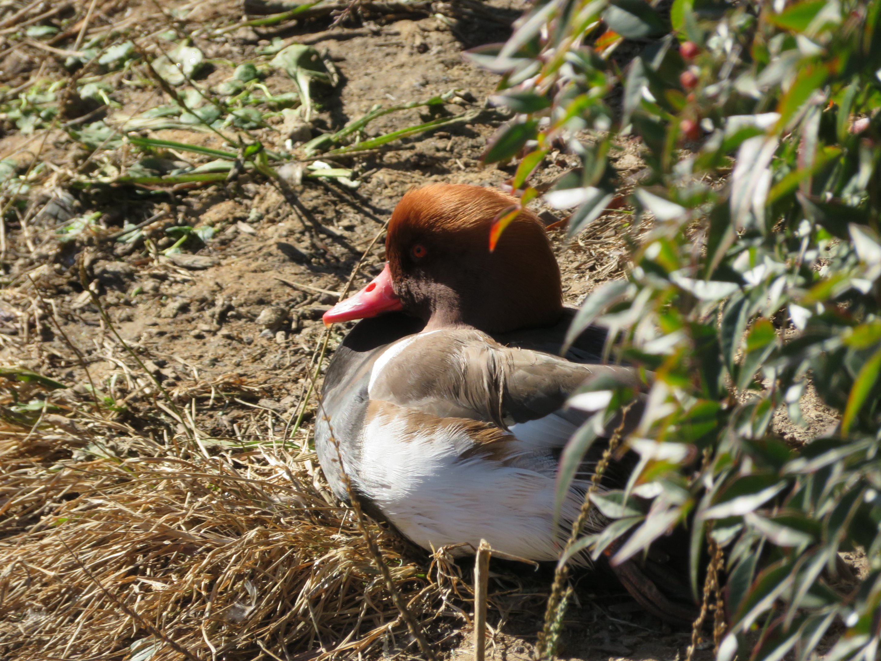 Red-crested Pochard (Male)