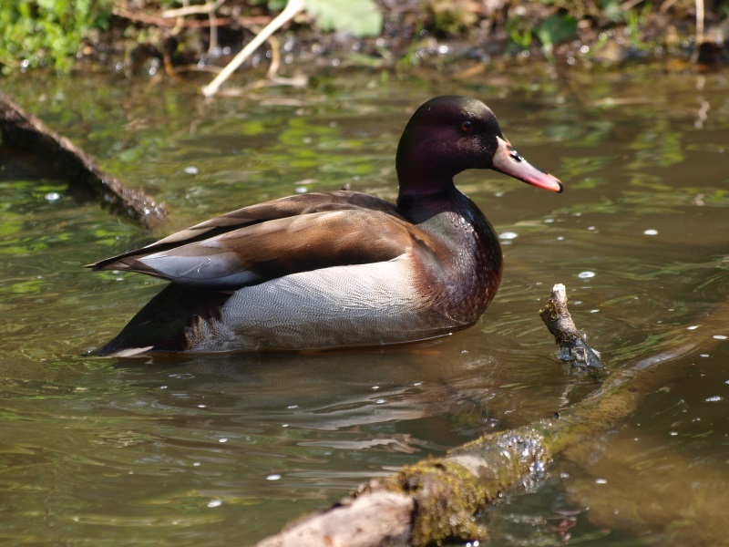 Red-crested pochard/Mallard hybrid (April 19th, 2015)