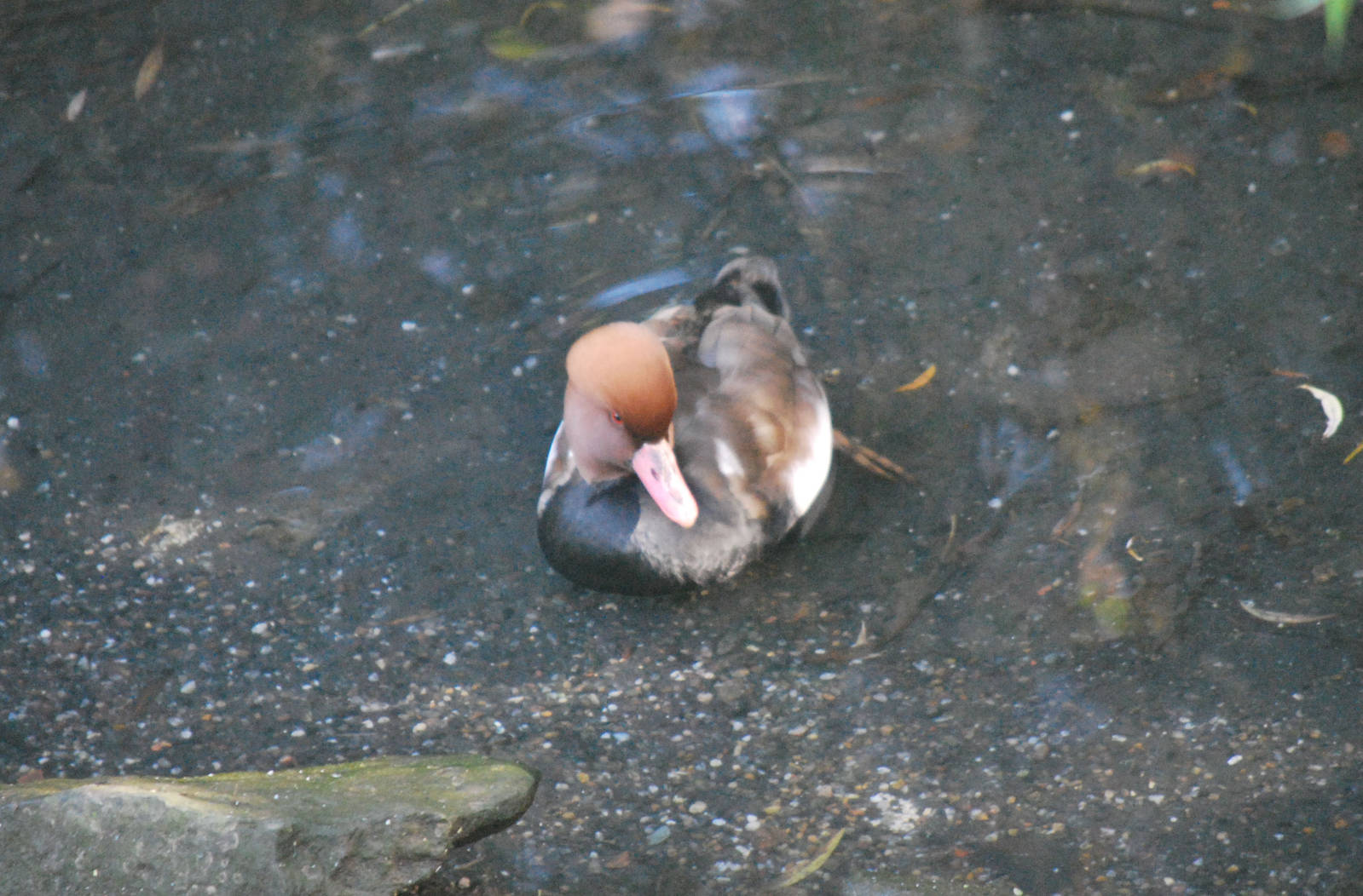 Red-Crested Pochard - Netta rufina