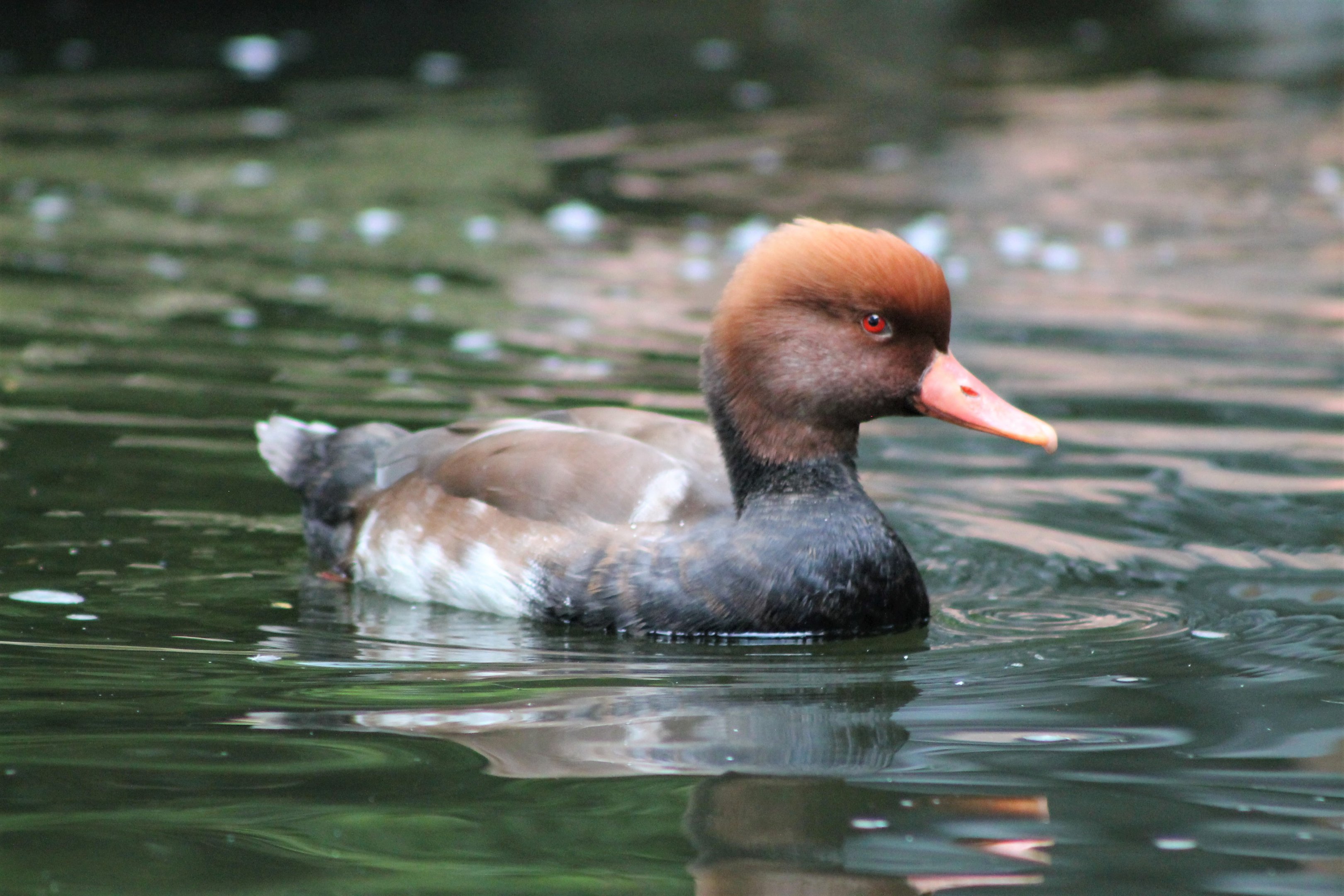 Red-crested Pochard (Netta rufina)
