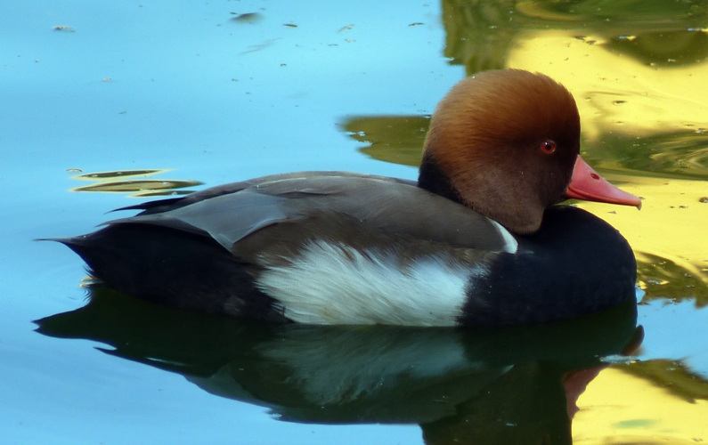 Red-crested pochard (Netta rufina)