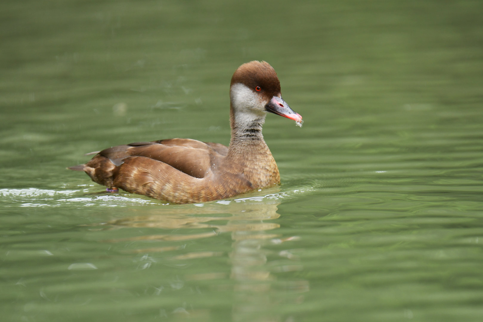 Red-crested Pochard Netta rufina