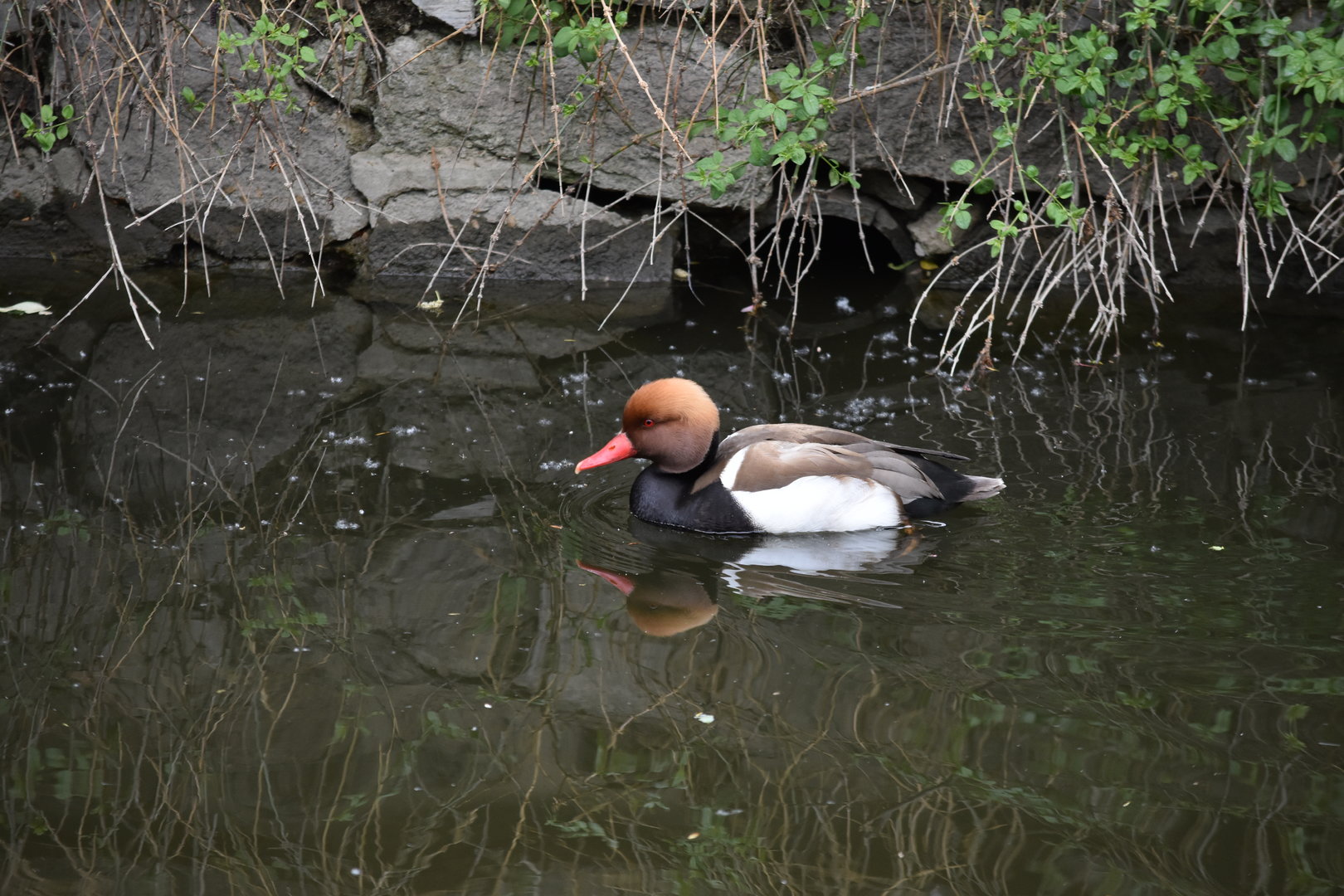 Red-crested Pochard（Netta rufina）