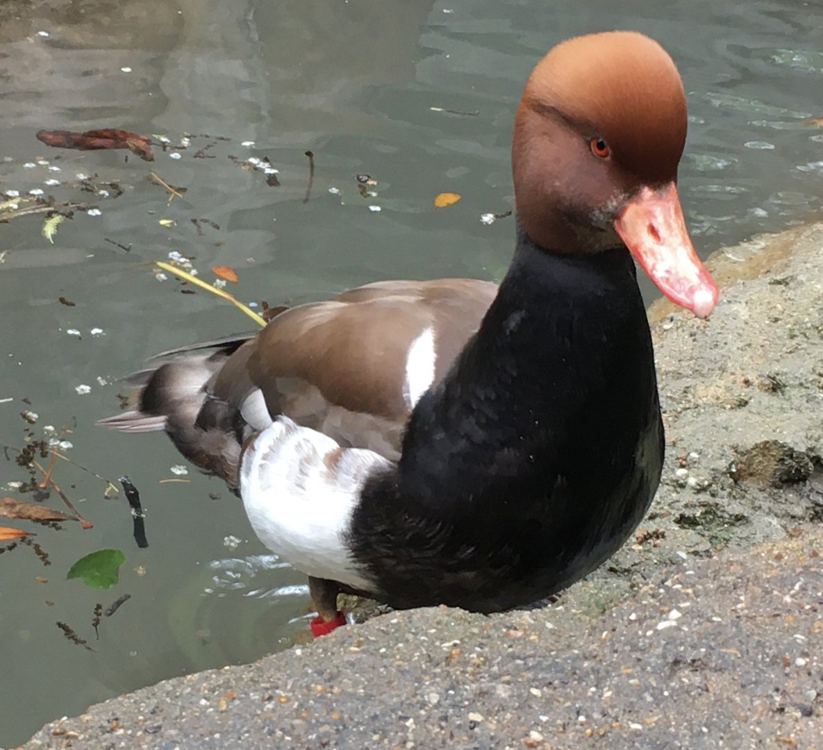 Red-Crested Pochard (Netta rufina