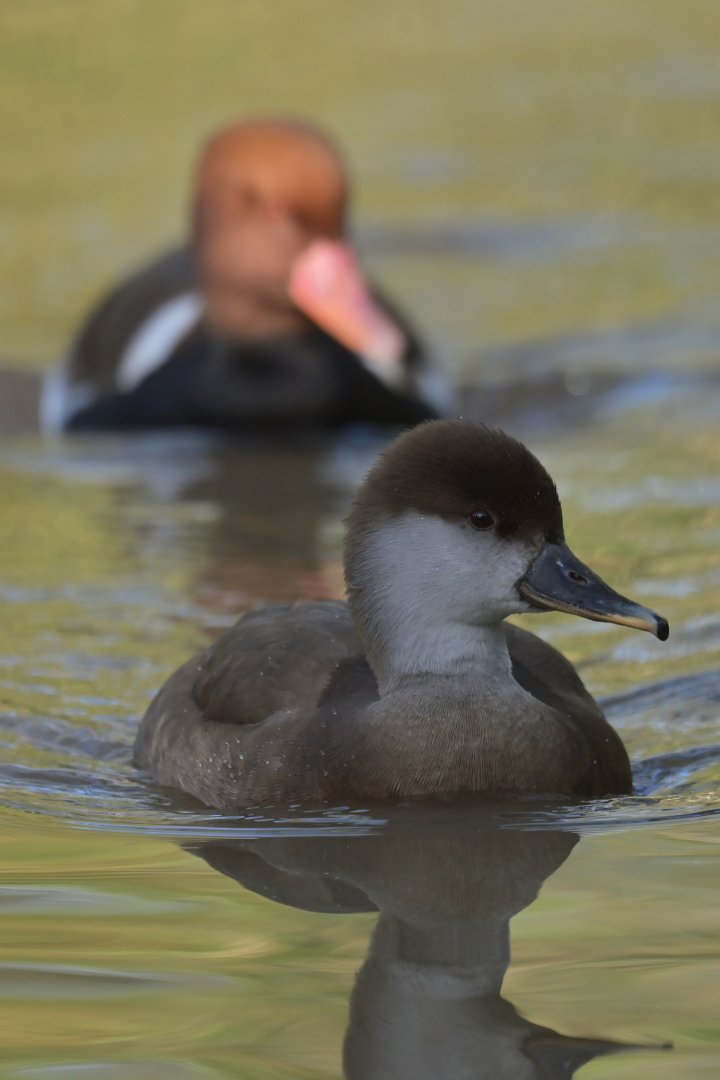 Red-crested Pochard Netta rufina