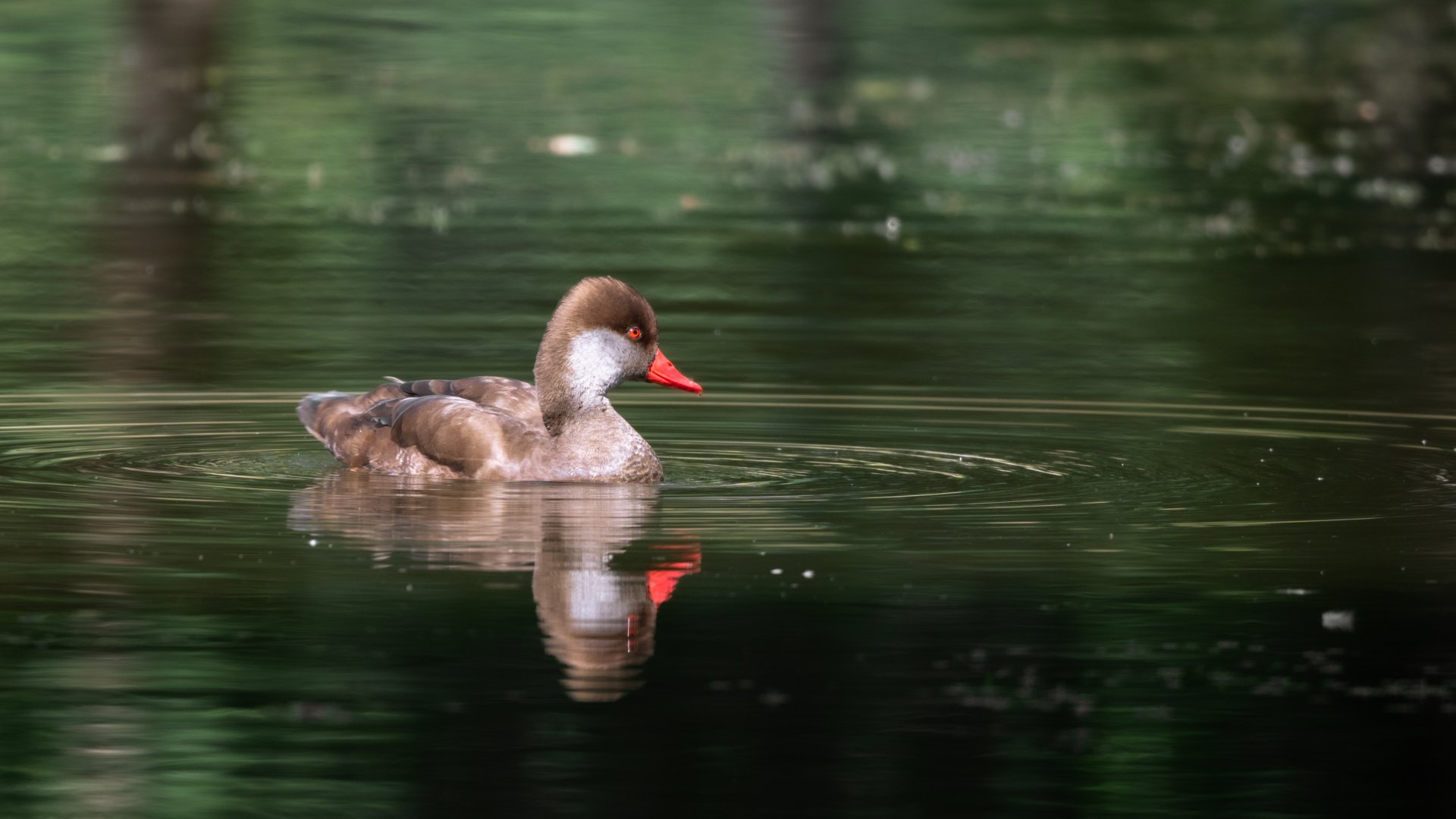 Red-crested pochard (Netta rufina)