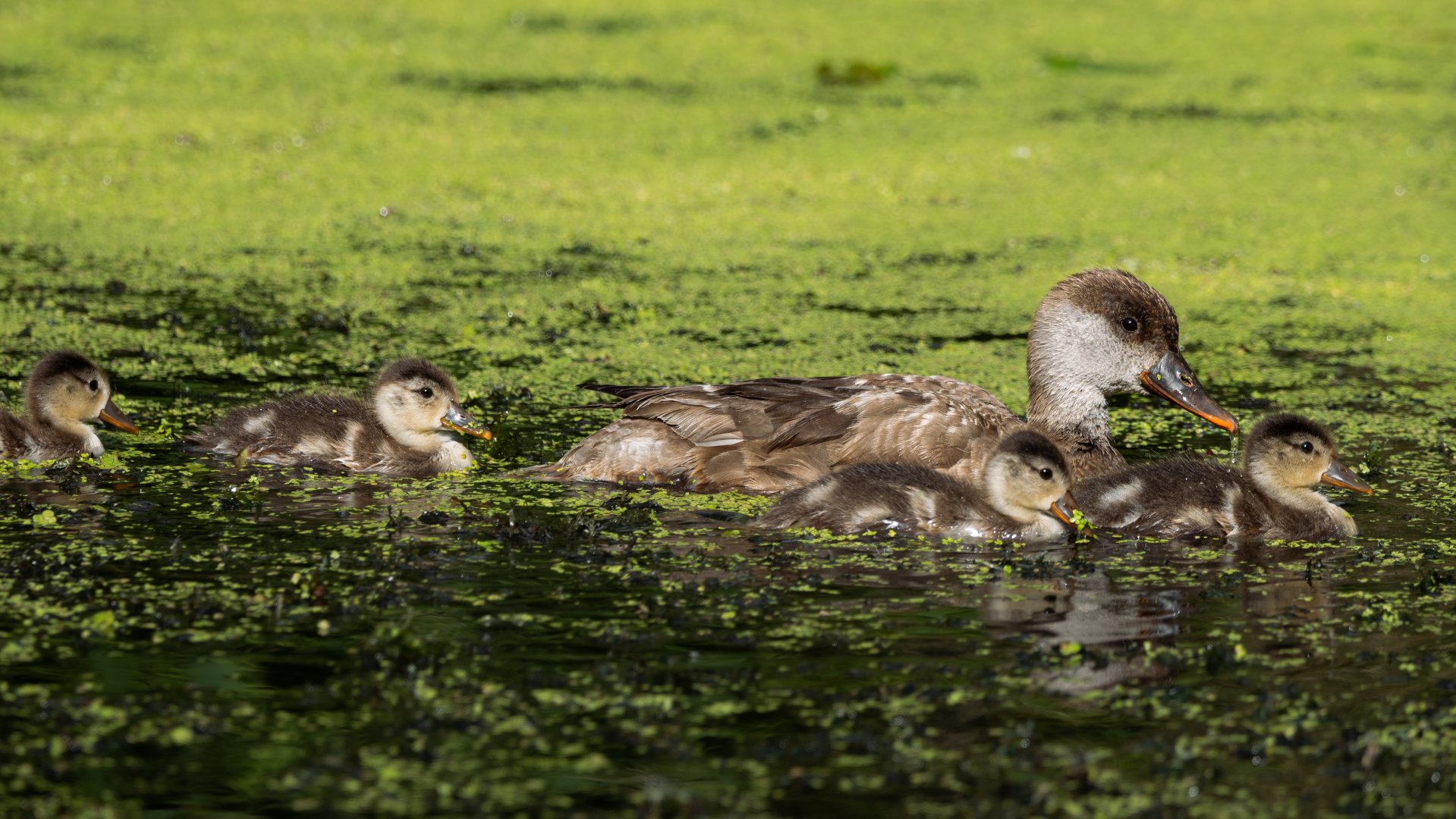 Red-crested pochard (Netta rufina)