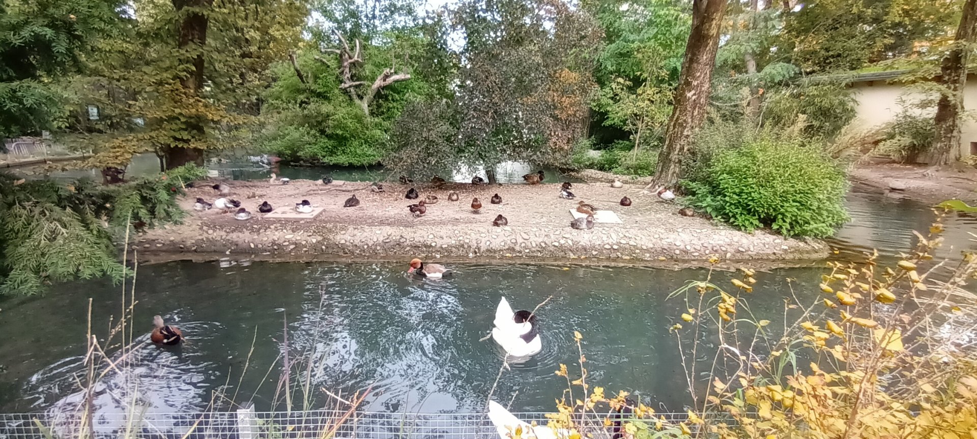 Red crested Pochard, Red Shoveler, Black necked Swan and other Waterfowl