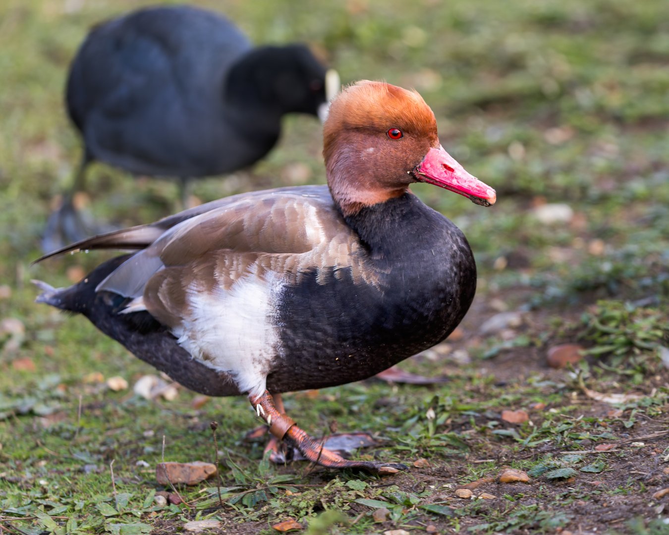 Red Crested Pochard / Watatunga / 31-10-23