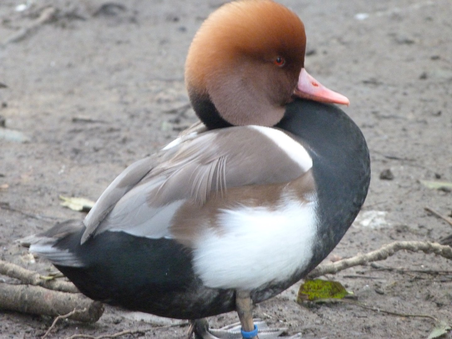 Red-crested pochard -Zoo de Santillana del Mar (2024)