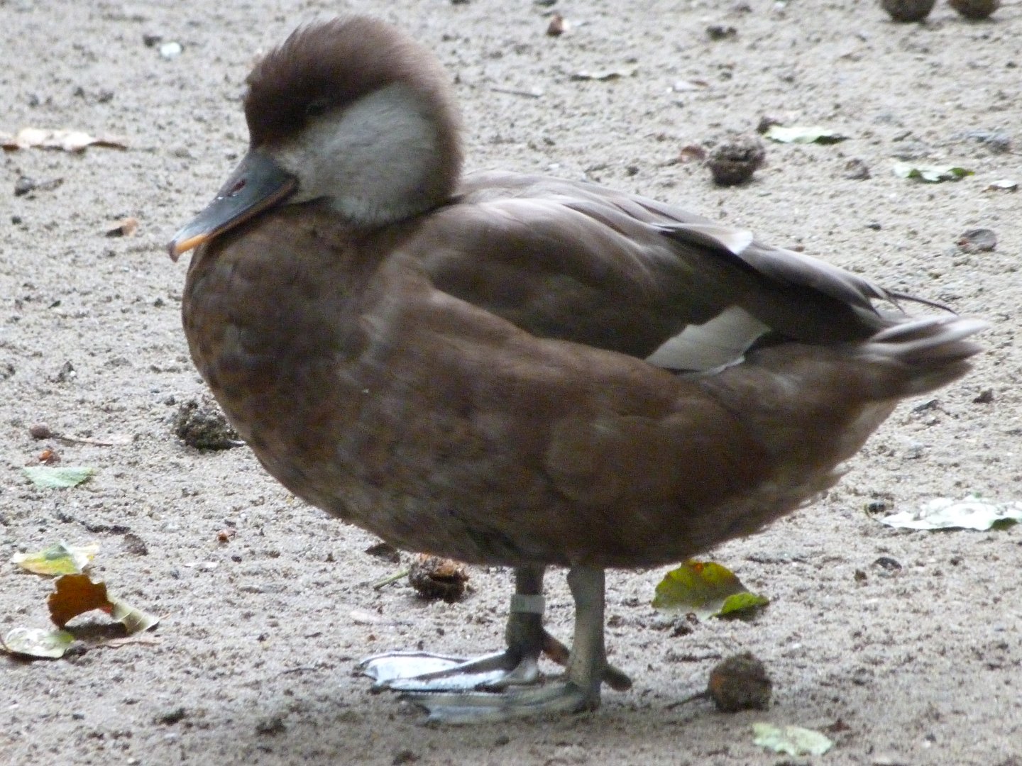Red-crested pochard -Zoologischer Garten Berlin (2024)