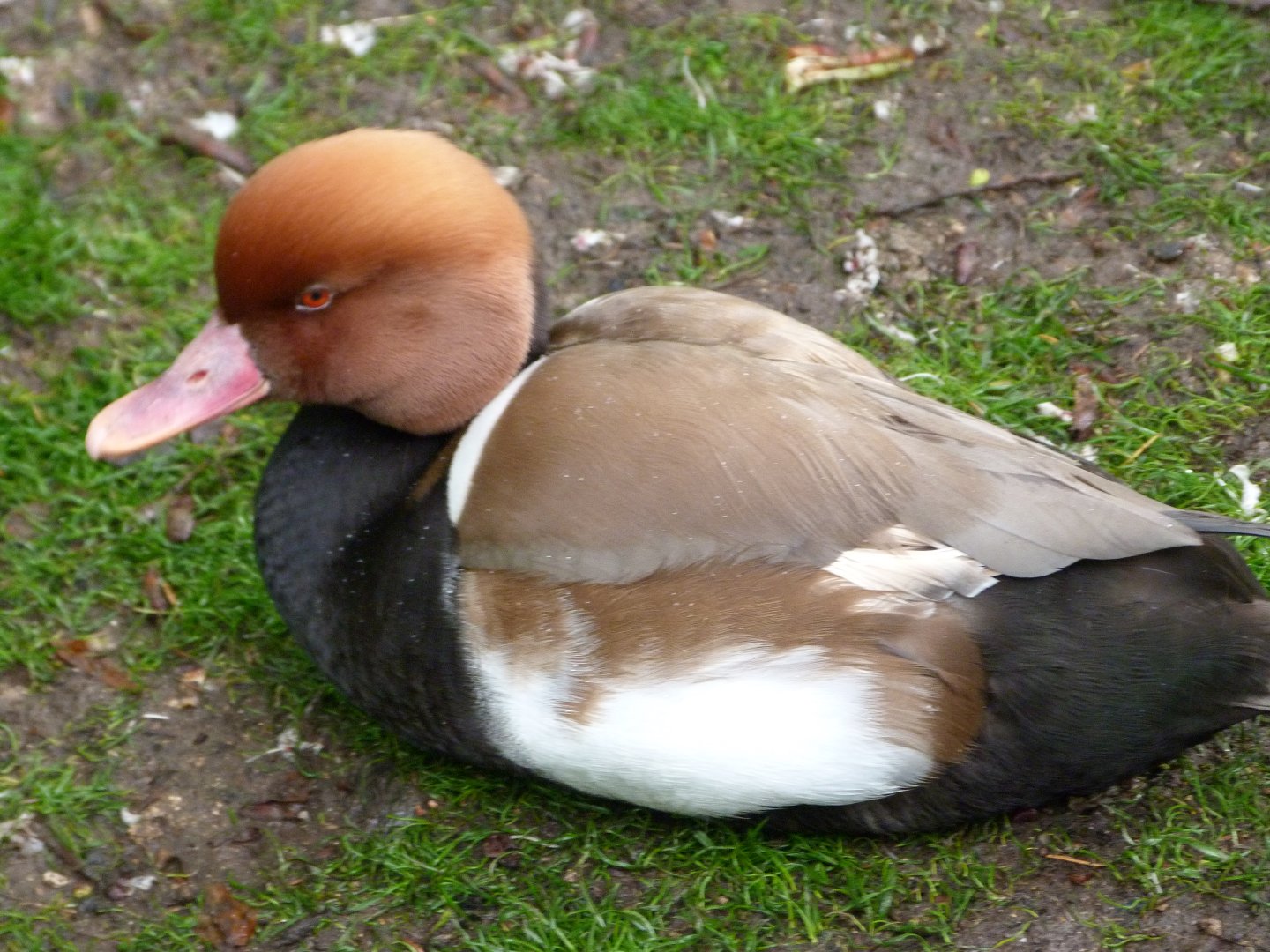 Red-crested pochard -ZooParc de Beauval (2025)