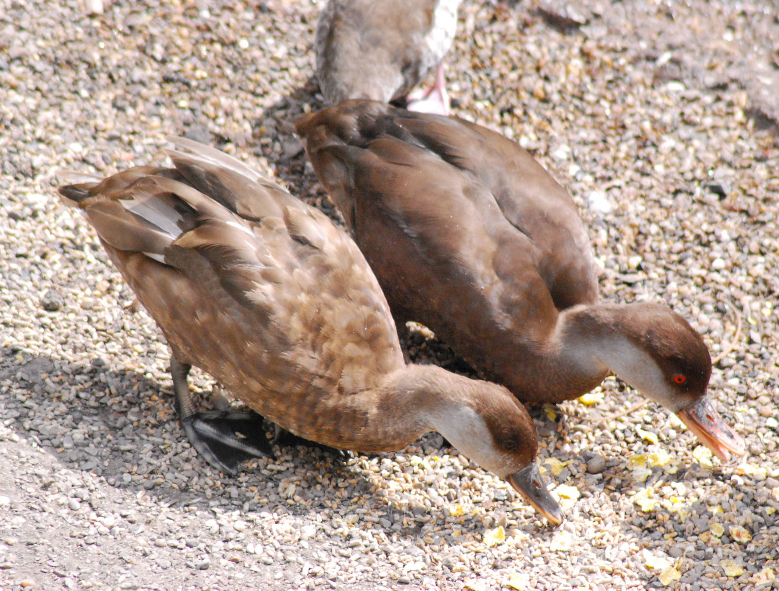 RED CRESTED POCHARD ?