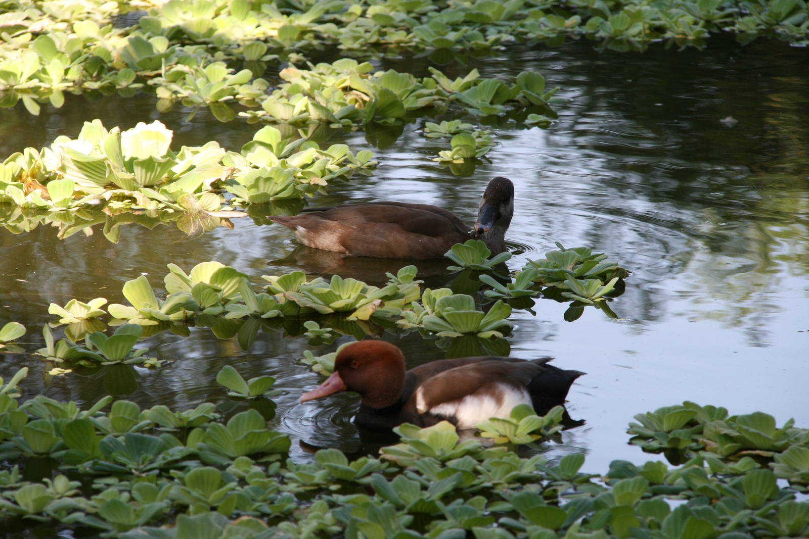 Red-Crested Pochard