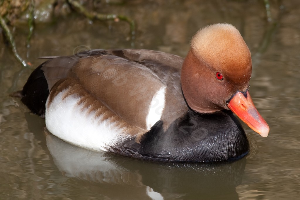 Red Crested  Pochard