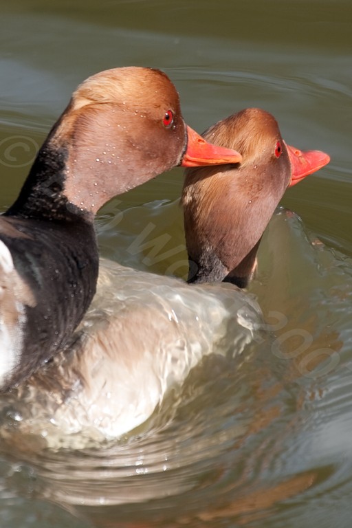 Red Crested  Pochard