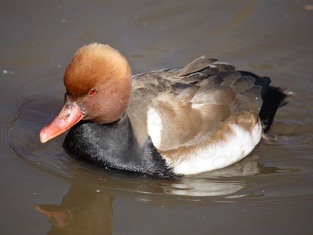 Red Crested  Pochard