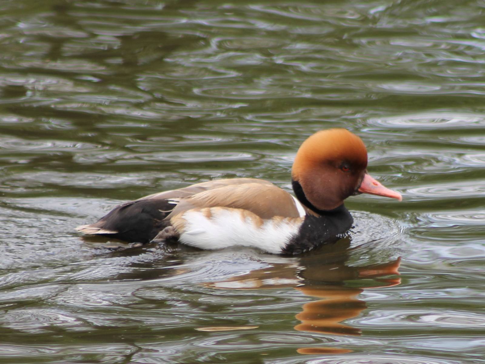 Red-crested pochard