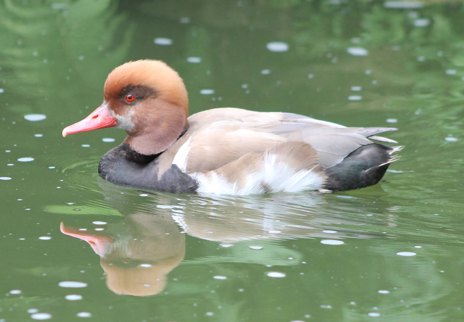 Red-crested pochard