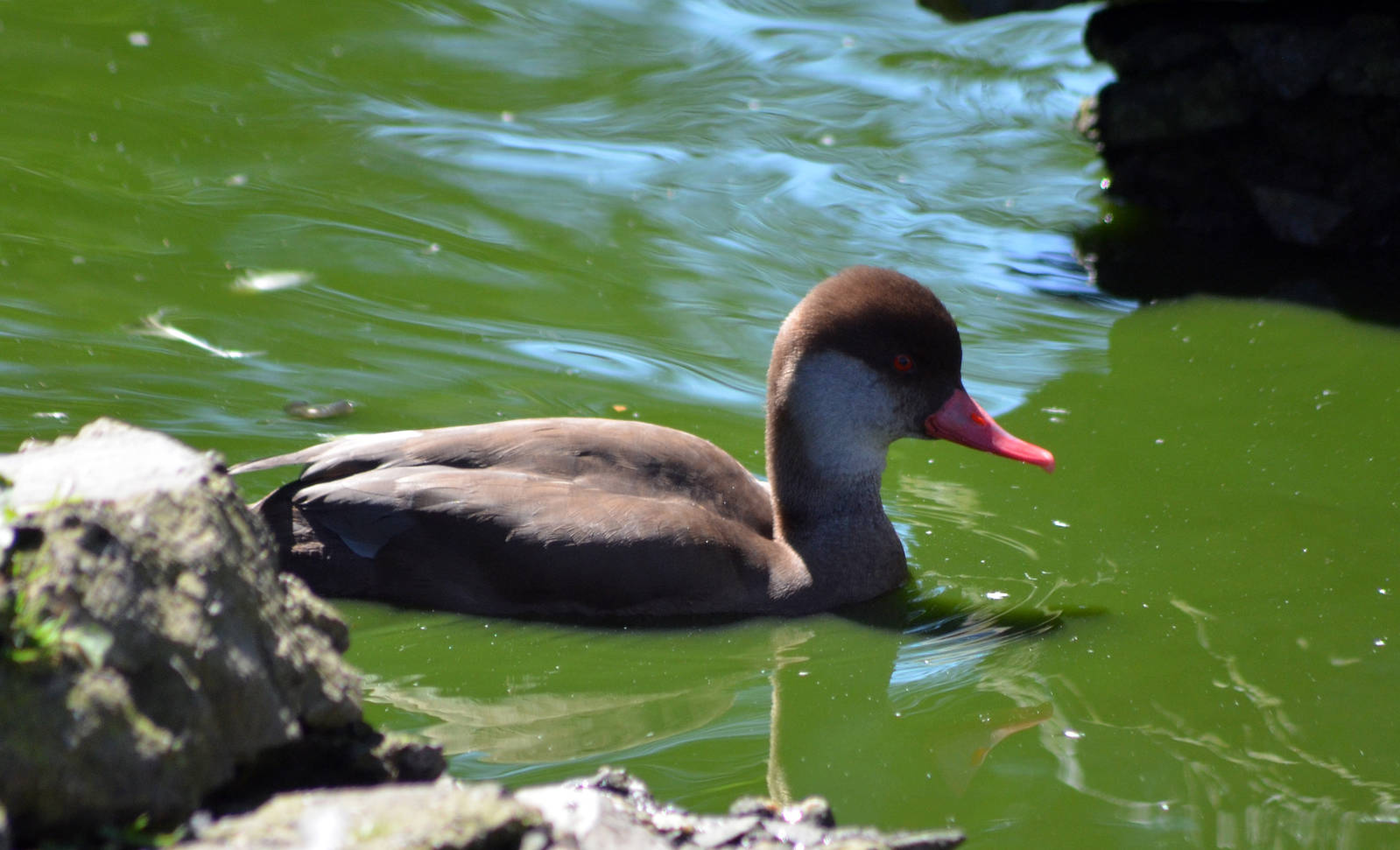 RED CRESTED POCHARD