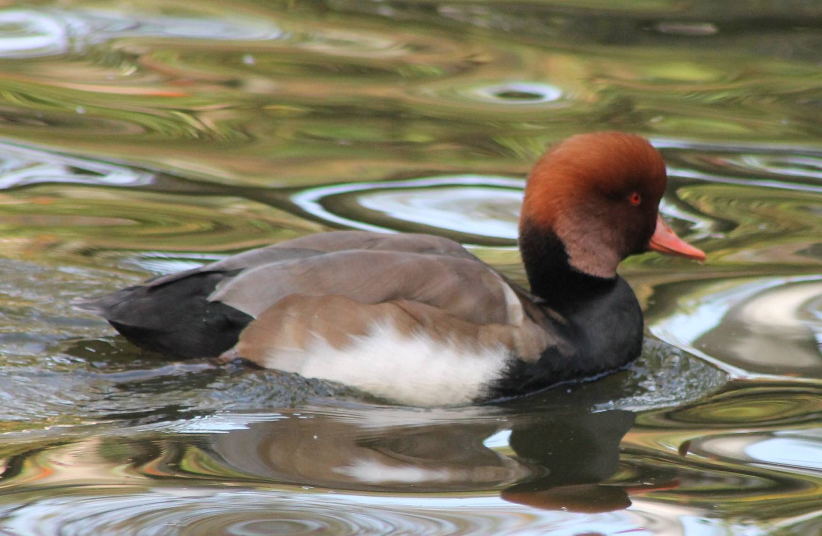 Red-crested pochard