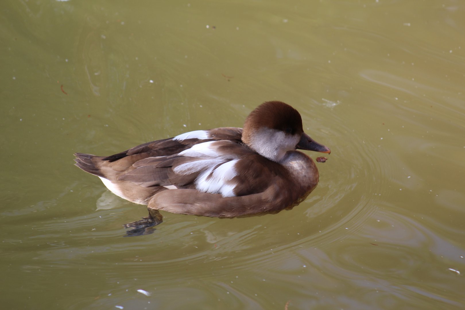 Red-Crested Pochard