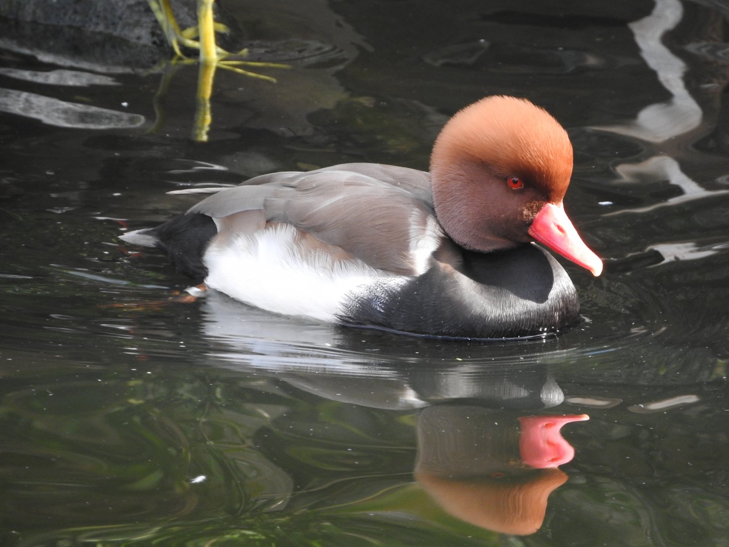 Red-crested Pochard