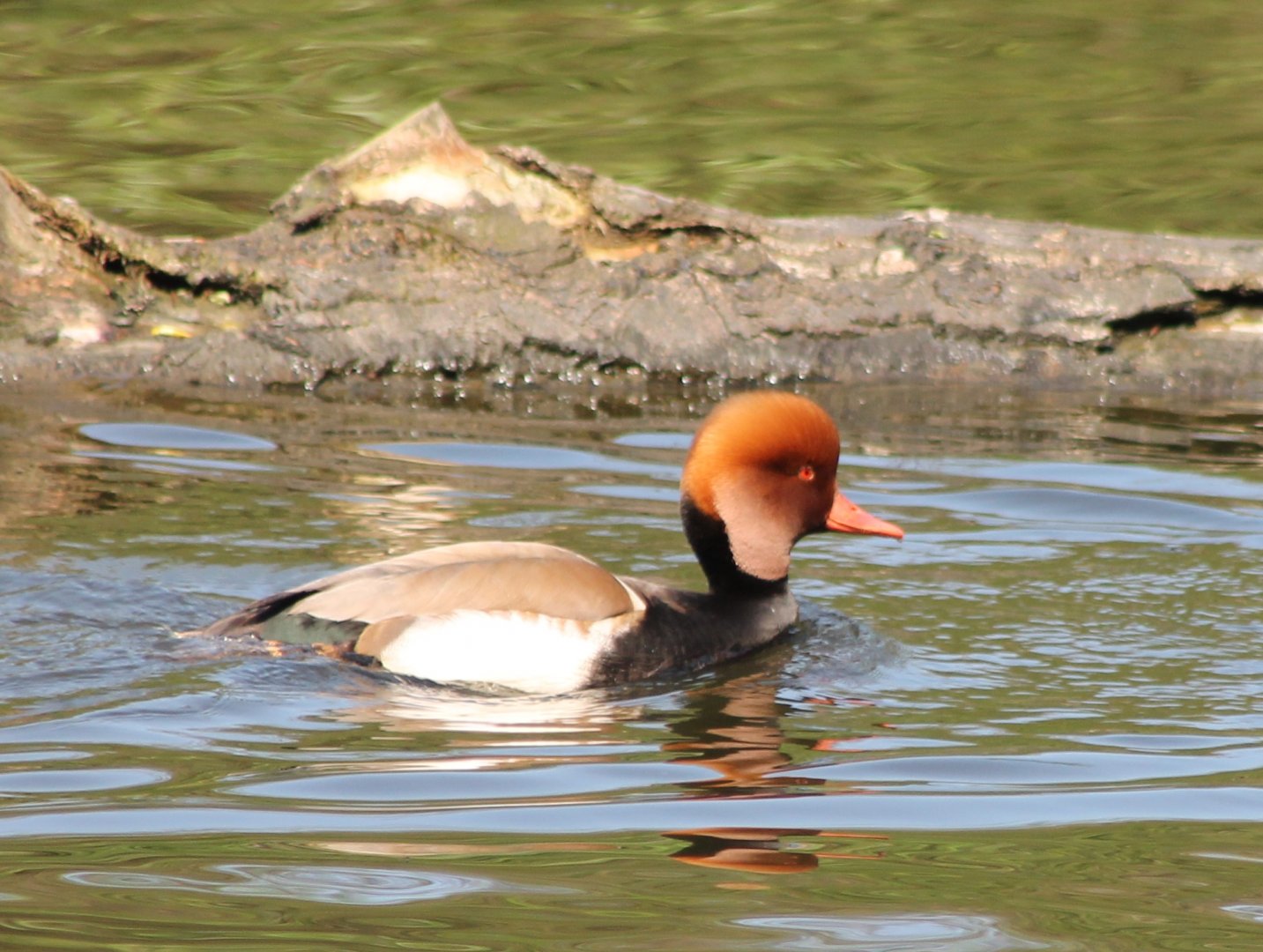Red-crested pochard