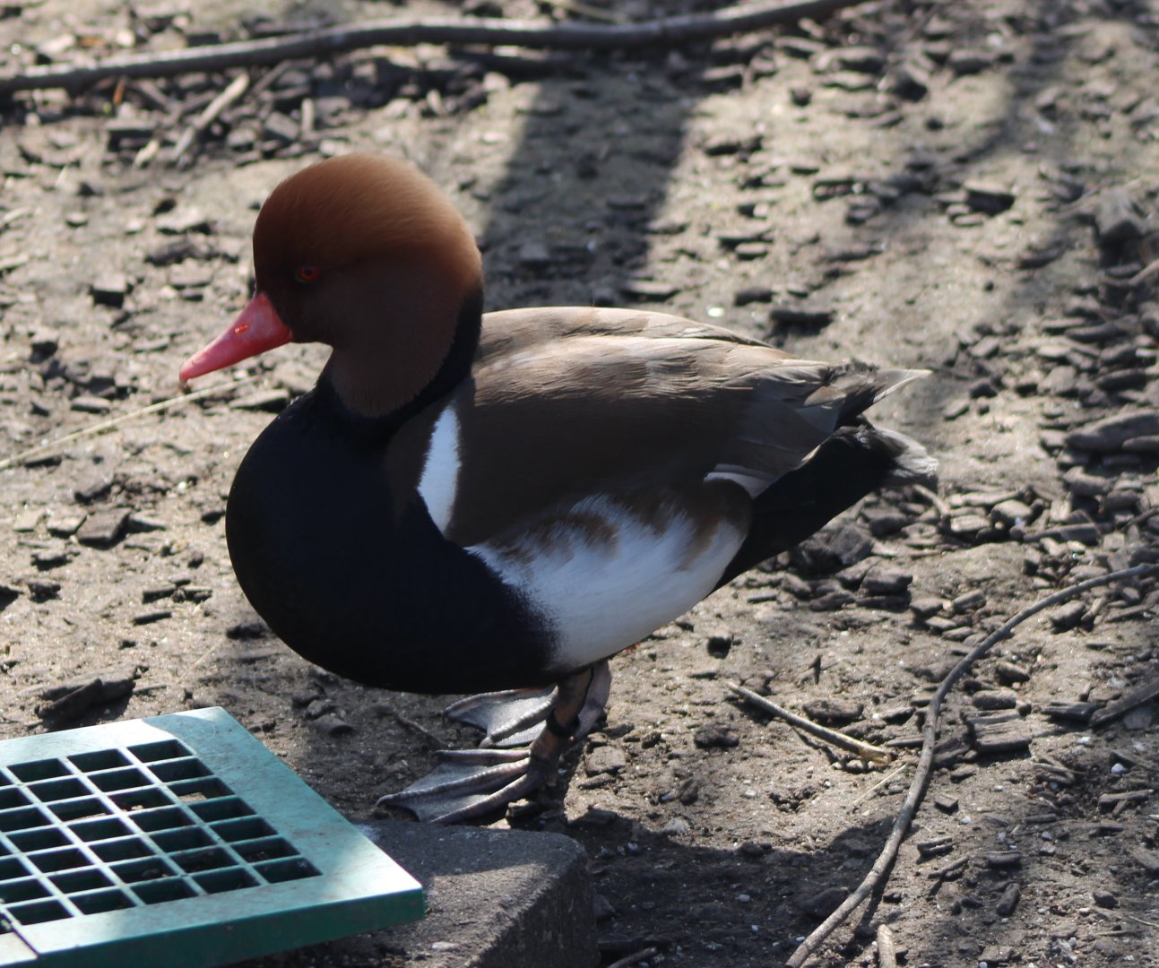 Red-crested pochard