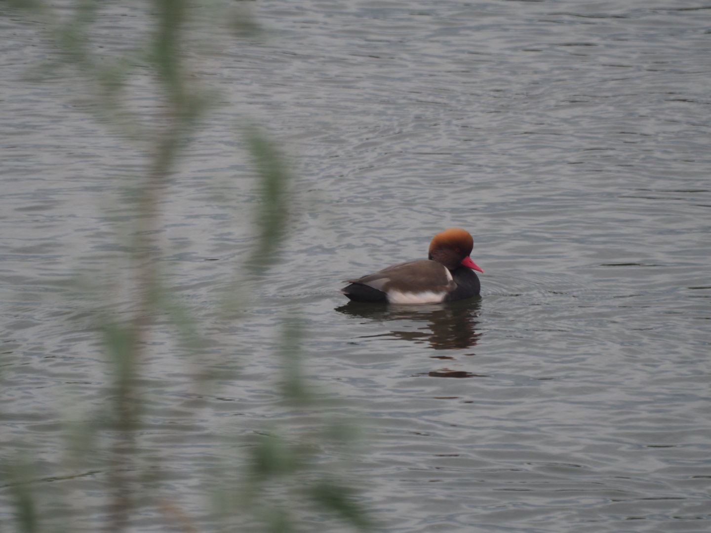 Red-crested Pochard