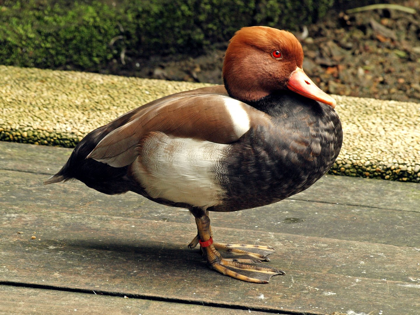 Red-crested pochard
