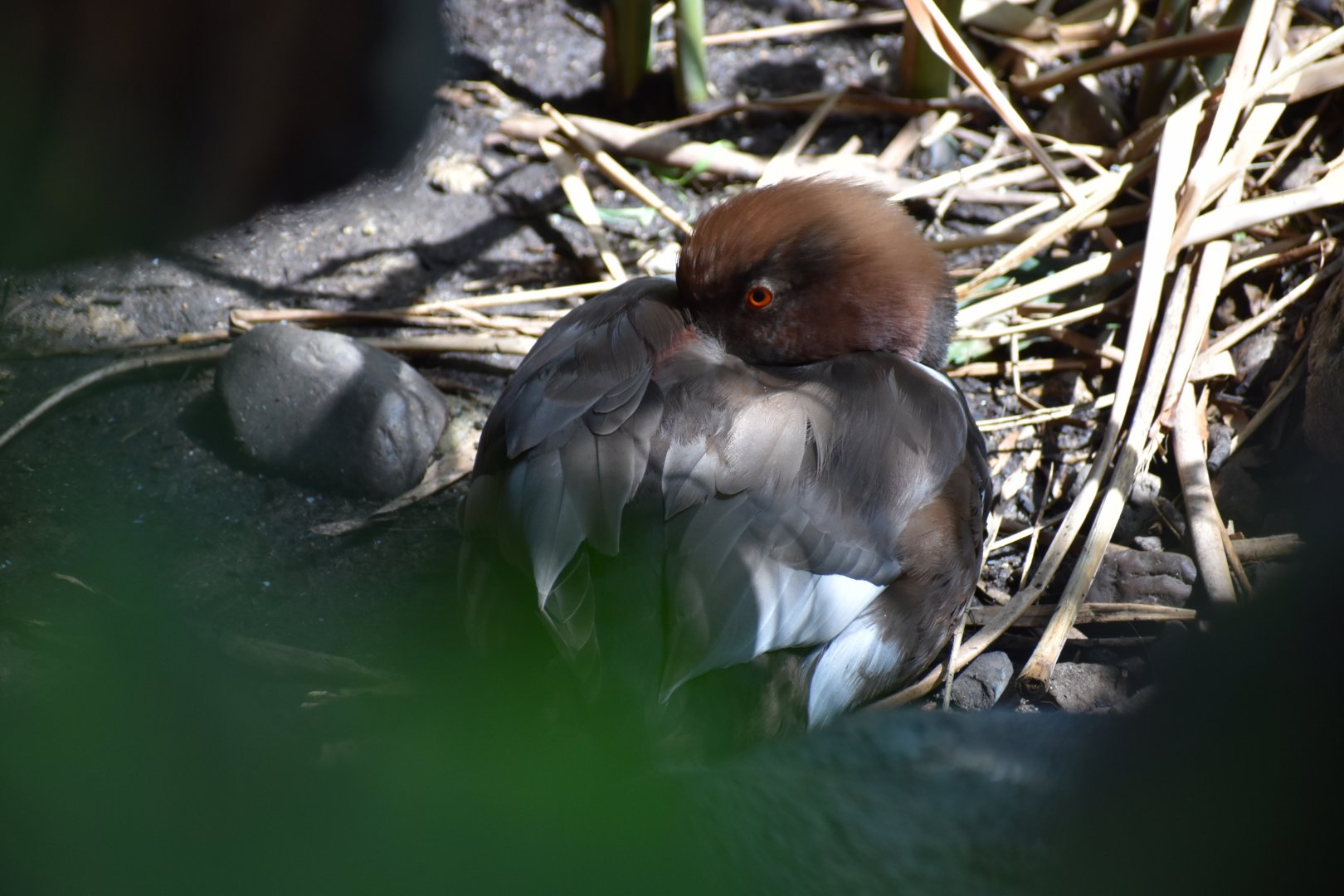 Red Crested Pochard