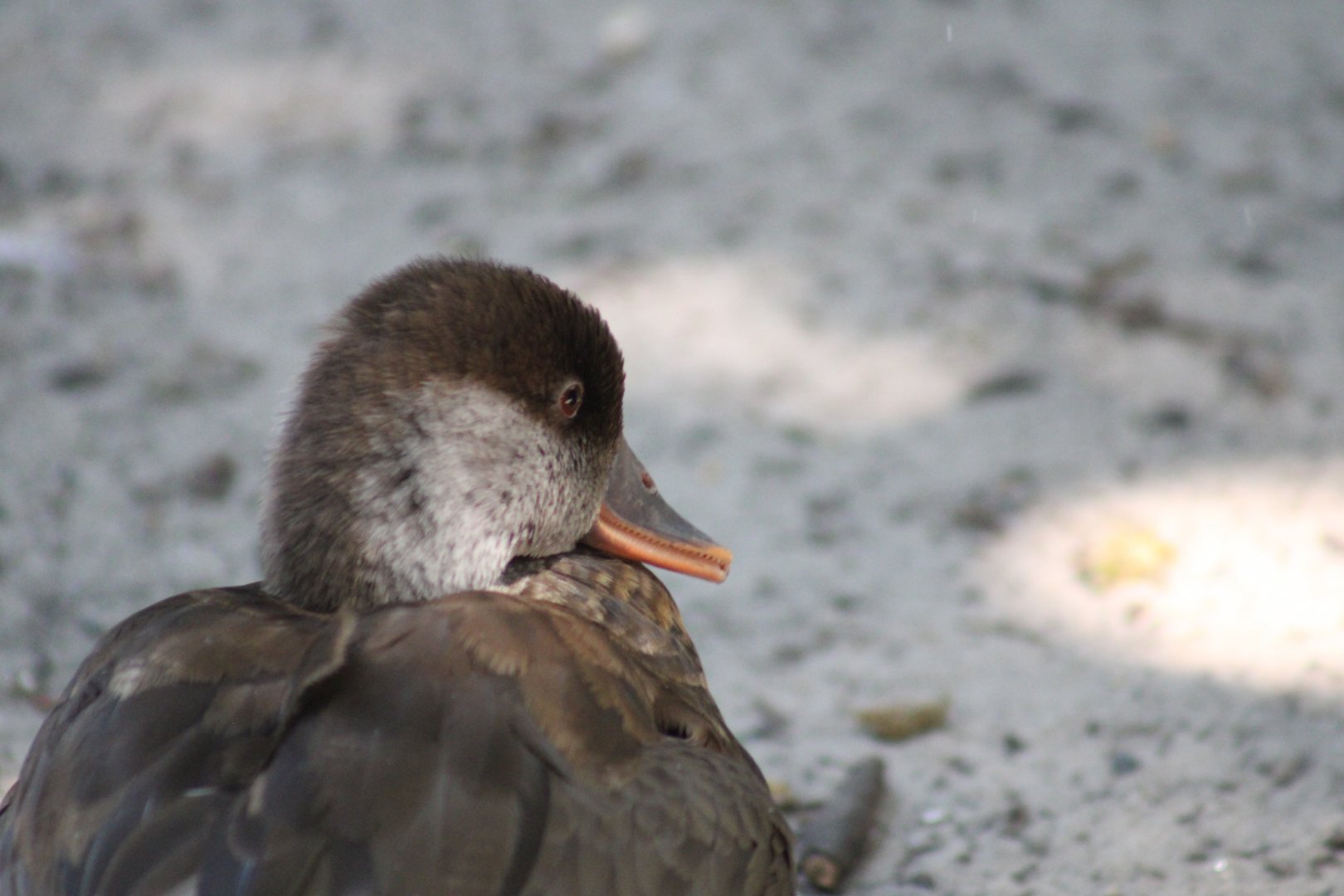 Red-crested Pochard